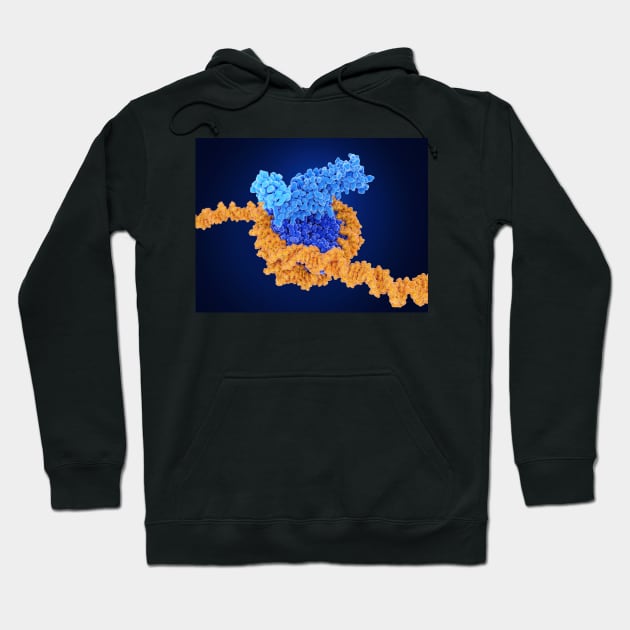 Histone methylation, molecular model, (F035/7250) Hoodie by SciencePhoto